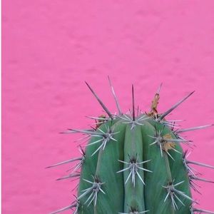 Meet your Posher, Liss